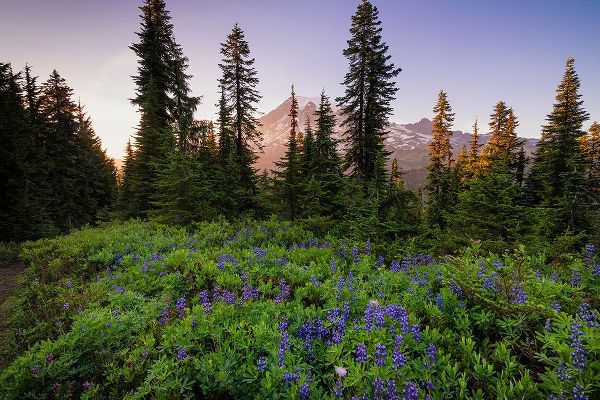Jaynes Gallery 아티스트의 USA-Washington-Mt Rainier National Park-Alpine meadow and Mt-Rainier작품입니다.